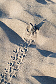Unechte Karettschildkröte, frisch geschlüpftes Jungtier läuft zum Meer, Caretta caretta, lykische Küste, Mittelmeer, Türkei