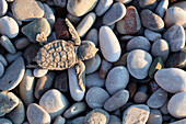 Unechte Karettschildkröte, frisch geschlüpftes Jungtier am Kiesstrand, Caretta caretta, Cirali, lykische Küste, Mittelmeer, Türkei