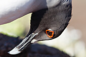 Close up of a swallow tailed gull, Island Tower of Genovesa, Galapagos, Ecuador, South America
