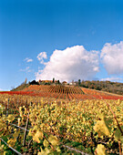 Vineyards of winery Schloss Frankenberg, Weigenheim, Middle Franconia, Bavaria, Germany, Europe