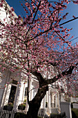 Early spring blossoms along Thurloe Street, South Kensington, London, England, Great Britain