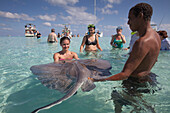 Young woman touches stingray during excursion to Stingray City sand bank, Grand Cayman, Cayman Islands, Caribbean