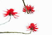 Korallenstrauch, Erythrina flabelliformis, Puerto de la Cruz, Teneriffa, Kanarische Inseln, Spanien, Europa