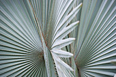 Washingtonia palm leaves, Puerto de la Cruz, Tenerife, Canary Islands, Spain, Europe