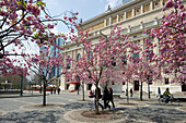 Alte Oper und Hochhäuser mit blühenden Kirschbäumen, Frankfurt, Hessen, Deutschland, Europa