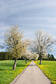 Blühende Kirschbäume unter Wolkenhimmel, Schwarzwald, Baden-Württemberg, Deutschland, Europa