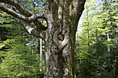 Balzer Herrgott, intergrown stone figure in a tree, near Guetenbach, Black Forest, Baden-Wuerttemberg, Germany, Europe