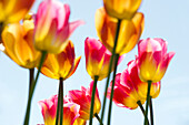 Two-colored tulips red and yellow, blue sky