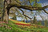 Flower meadow with tulips, Lake Constance and the Alps in the background, Mainau Island, Lake Constance, Baden-Wuerttemberg, Germany, Europe