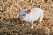 Small piglet in hay, Bavaria, Germany