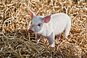 Ferkel im Heu, Bayern, Deutschland