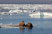 Walruses playing in pack ice, Hinlopenstretet, Arctic Ocean, Svalbard, Norway, Europe