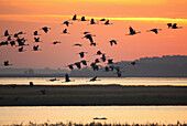 Cranes flying at sunrise, Western Pomerania Lagoon Area National Park, Fischland-Darss-Zingst Peninsula, Baltic Sea, Mecklenburg Vorpommern, Germany