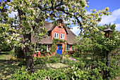 Frisian house with blossoming pear tree, Nebel, Amrum Island, Northern Frisia, North Sea Coast, Schleswig Holstein, Germany