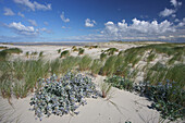 Sea holly on the sand dunes, Spiekeroog island, Lower Saxon Wadden Sea National Park, East Frisian Islands, Lower Saxony, Germany