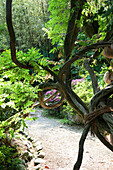 Crooked grown wistaria at Andre Hellers' Garden, Giardino Botanico, Gardone Riviera, Lake Garda, Lombardy, Italy, Europe