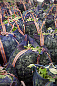 Freshly harvested tea leaves in baskets at a tea plantation, tea production estate, Haputale, Mountain Region, Sri Lanka