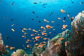 Shoal of endemic Maldives Anemonefish, Amphiprion nigripes, North Male Atoll, Indian Ocean, Maldives