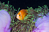 Endemic Maldives Anemonefish in Magnificent Anemone, Amphiprion nigripes, Heteractis magnifica, Baa Atoll, Indian Ocean, Maldives