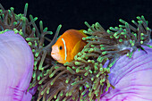 Anemonenfisch in Prachtanemone, Amphiprion nigripes, Heteractis magnifica, Baa Atoll, Indischer Ozean, Malediven