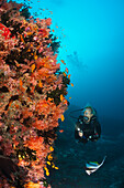 Taucher an Korallenriff, Nord Male Atoll, Indischer Ozean, Malediven