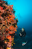 Diver at coral reef, North Male Atoll, Indian Ocean, Maldives