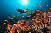 Taucher und Korallenfische, Nord Male Atoll, Indischer Ozean, Malediven