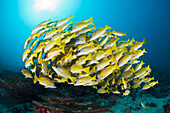 Schwarm Blaustreifen Schnapper, Lutjanus kasmira, Nord Male Atoll, Indischer Ozean, Malediven