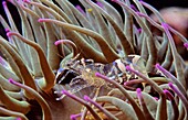 Cleaner shrimp (Periclimenes scriptus), Eastern Atlantic, Galicia, Spain