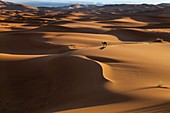 Camel on Erg Chebbi Dunes Sahara Desert Morocco North Africa March