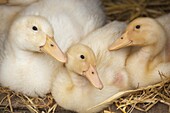 Ducklings resting in poultry house on straw bedding