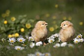 Day old chicks newly hatched in spring in daises
