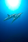 Spinner Dolphins. Stenella longirostris