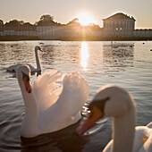 Swans in front of castle. Swans swimmimg on lake in front of castle, dusk