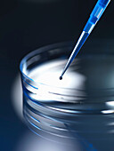 Close up of dropper in petri dish. Biological research. Liquid being pipetted into a petri dish during experiment used in DNA, microbiology, biology, genetics,biomedical and pharma research