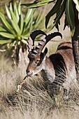 Walia Ibex or Ethiopien Ibex Capra walie, Simien Mountains National Park, between stands of Giant Lobellia Lobelia Rhynchopetalum, male  Due to habitat loss the Walia Ibex is very endangered, nowadays hunting and poaching has stopped nearly completely  Ov