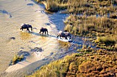 African Elephants Loxodonta africana, crossing the river Aerial View of the Okawango Delta, Botswana