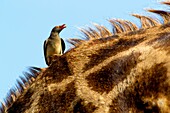 Red-billed Oxpecker Buphagus erythrorhynchus, on the giraffe back Giraffe camelopardalis, Kruger National Park, South Africa
