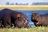 Hippopotamus Hippopotamus amphibius, eating, Chobe river, Chobe National Park, Botswana