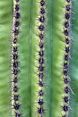 Thorn detail of Giant Saguaro Carnegiea gigantea, Saguaro National Park, Sonora Desert, Arizona, Tucson, USA