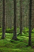 Spruce forest with moss