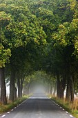 Avenue in fog