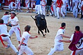 Spain, Navarre, Pamplona, Festival of San Fermin, Encierro running of the bulls, bullring, vaquilla little cow