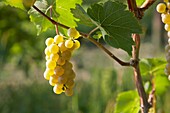 Grapes in vineyards in the Finger Lakes region of New York State in September 2006