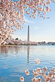 The annual cherry blossom bloom around the tidal basin with the Washington Monument in the background