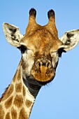 Giraffe Giraffe camelopardalis, Kruger National Park, South Africa