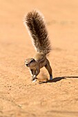 Ground Squirrel Xerus inauris, running, Mabuasehube, Kgalagadi Transfrontier Park, Kalahari desert, Botswana