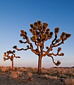Joshua trees - Yucca brevifolia, Joshua Tree national park, California