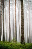 Foggy forest near Auerbach, Germany