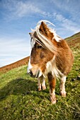Welsh mountain pony, Brecon Beacons national park, Wales